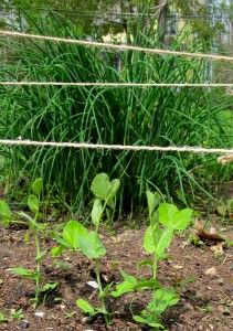 Pea seedlings