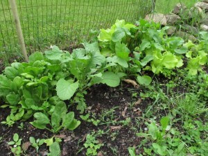 late spring salad, mixed greens growing