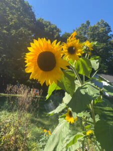 A sunflower with multiple yellow blossoms.